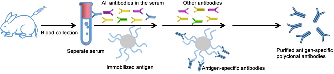 Polyclonal  Antibody Production Process